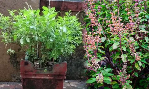 மகத்துவம் நிறைந்த துளசி பூஜை