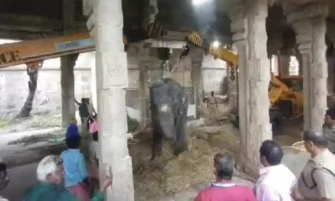 நெல்லையப்பர் கோயில் யானைக்கு உடல்நலக்குறைவு