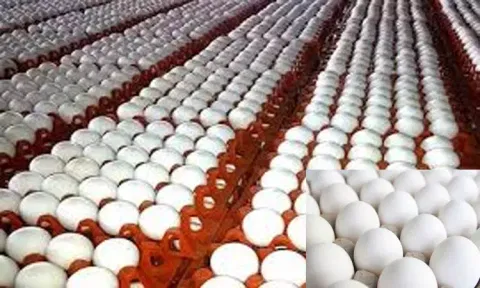 முட்டை விலை ஒரே நாளில் 40 காசுகள் சரிவு வியாபாரிகளுக்கு ரூ.4.50 கோடி இழப்பு