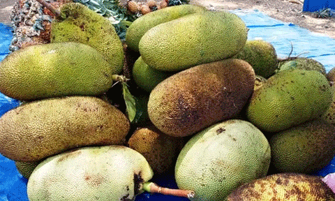 பண்ருட்டி பலாப்பழம், உட்பட தமிழகத்தில் மேலும் ஆறு பொருட்களுக்கு புவிசார் குறியீடு