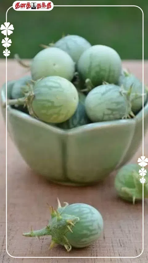 கண்டங்கத்திரியின் மருத்துவ குணங்கள்..!