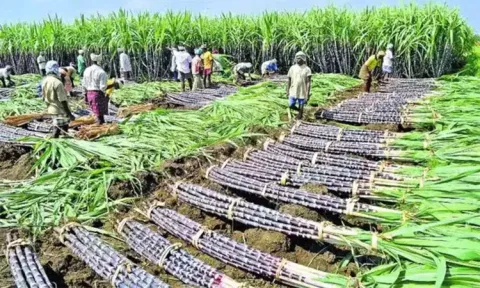 கரும்பு விவசாயிகளுக்கான நிலுவை தொகையை வழங்க ரூ.97.77 கோடி நிதி ஒதுக்கீடு