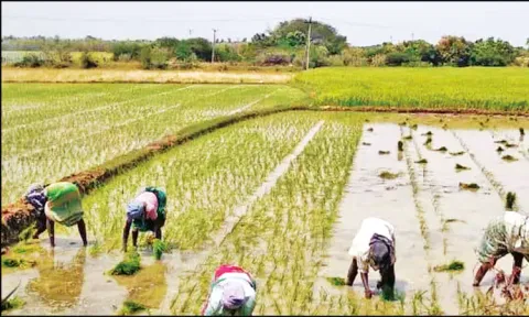 மேட்டூர் அணை திறப்பு: குறுவை சாகுபடி பணியில் விவசாயிகள் தீவிரம்