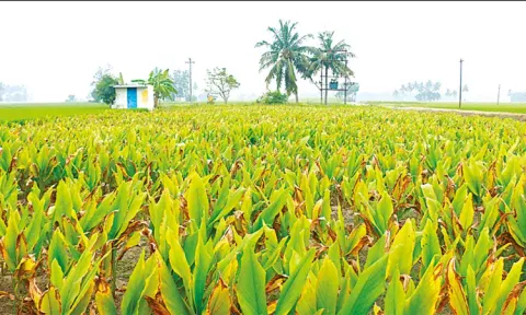 பொங்கல் பண்டிகையை முன்னிட்டு அறுவடைக்கு தயாரான மஞ்சள்