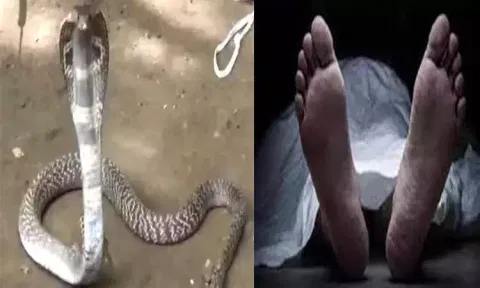 பாம்பு கடித்து அஞ்சலக ஊழியர் உயிரிழப்பு