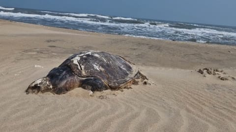  Turtle deaths have been attributed to entanglement in fishing nets and propellers of boats