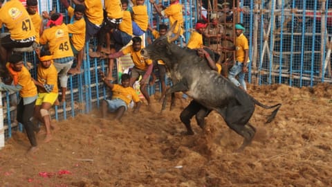 File photo of a jallikattu event