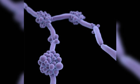 Fungal species Candida