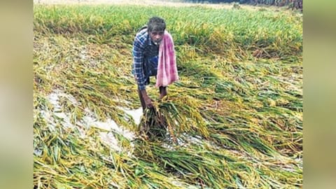 Representative Image of a farmer 