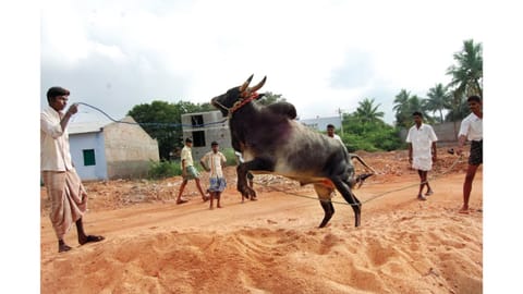 Bulls being trained to build their ferocity and stamina ahead of Pongal in Tiruchy.
