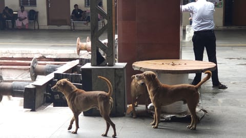 Stray dogs seen in Chennai Central Railway Station