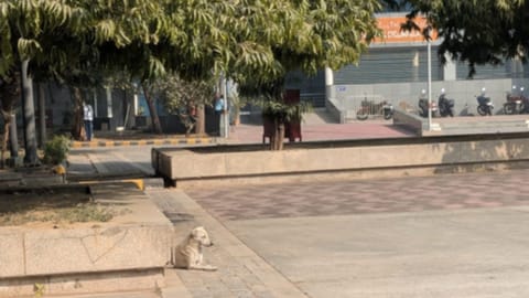 stray dogs were spotted inside the premises