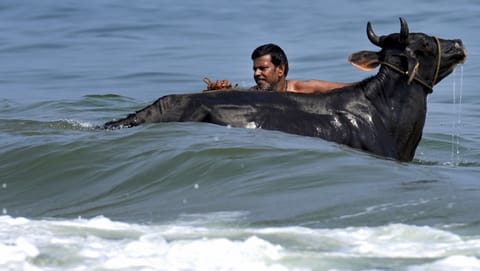A cattle owner bathes his bovine on Marina Beach during Mattu Pongal celebrations, honoring the vital role of livestock in Tamil Nadu's agrarian heritage through ritualistic cleansing and adornment, in Chennai, Friday, Jan. 16, 2026. 