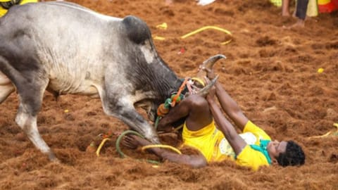 Alanganallur Jallikattu