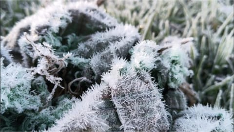 Frosty conditions in Ooty