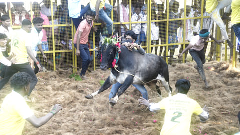 A bull being pulled by its tail by a tamer as another attempts to subdue the raging animal in Vadamalapur on Sunday 