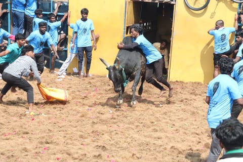  Tamers attempt to control the raging bulls  in Navalur Kuttapattu on Monday