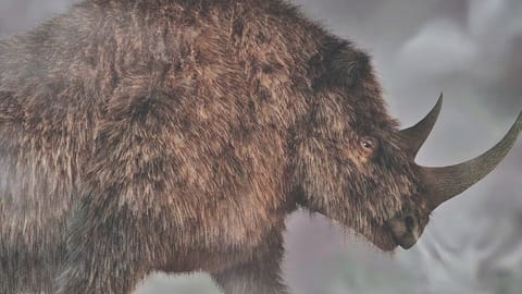 Woolly rhino