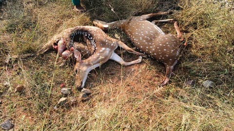 Five deer die after hit by a train at  kuppanatham close to virudachalam 