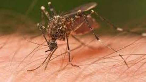 Representative Image for mosquito