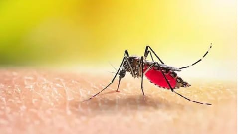 Kerala student dies of dengue in Tambaram