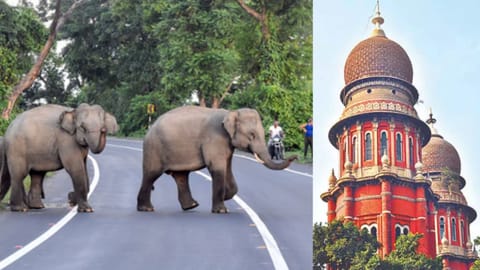 Representative Image for Elephants and Madras High Court 