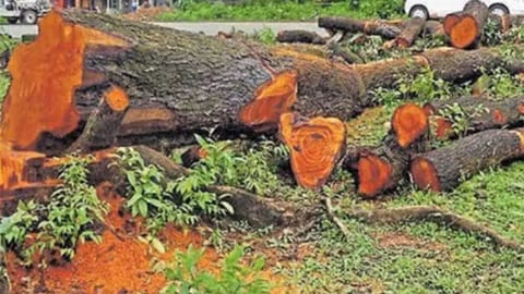 Representative image of cutting trees