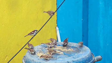 Sparrows