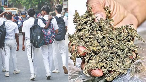 Image of (L) school students and (R) ganja used for representative purpose