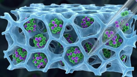 Representative Image for T cells 