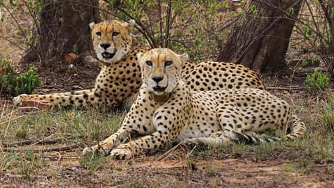 Cheetahs at Kuno National Park 