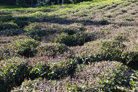 Frost covered tea plantation