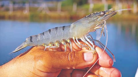 Shrimp