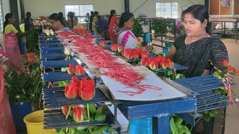 Roses being segregated for sale in Hosur