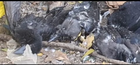 Over 20 crows found dead at Kancheepuram hospital; health officials rule out bird flu
