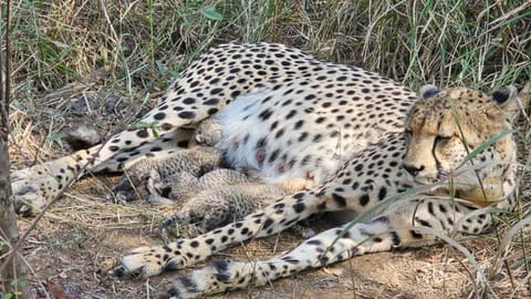Cheetah 
