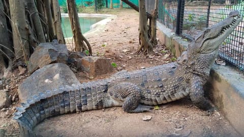 Image of crocodile used for representative image
