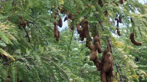 Tamarind tree representative image 