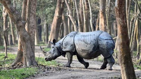 Rhino