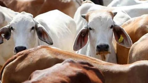 How to stop cattle intruding on highways? Supreme Court wants to know 