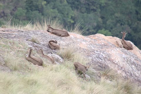 Annual Nilgiri tahr census began across Tamil Nadu