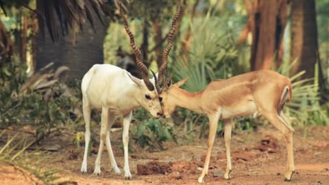 Blackbuck population at IIT-M jumps to 77 in 2026