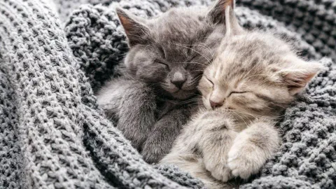 Kitten