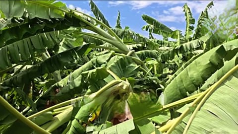  A damaged plantain farm in Krishnagiri