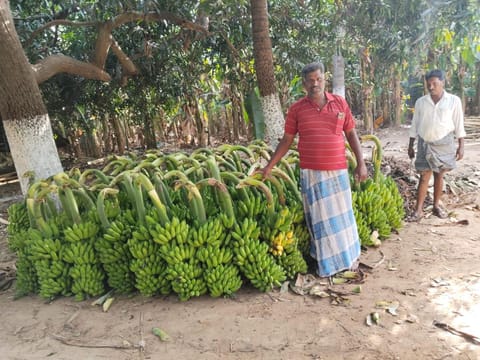 banana harvest