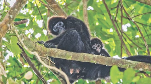 Rainforests can bounce back much faster than thought