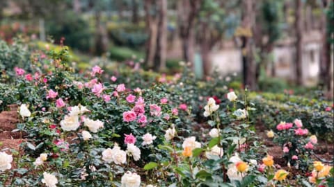 Roses in full bloom across hillside of Kodaikanal’s Observatory area