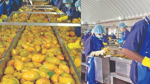 Work under way at a mango pulp-making unit in Krishnagiri 