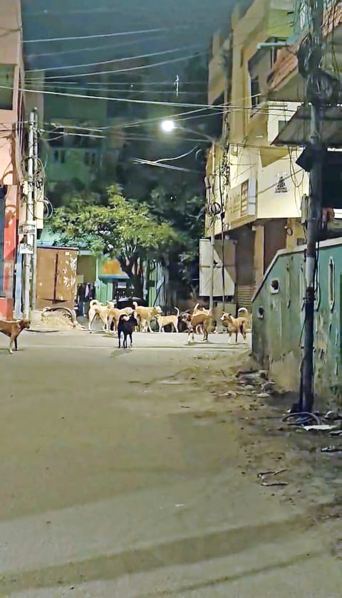 A pack of stray dogs at Durgai Avenue in Selavayal on Wednesday