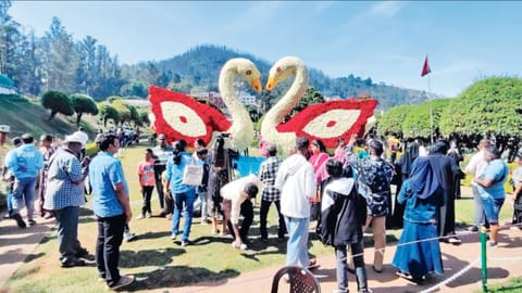 Visitors click pictures of majestic pair of swans at Rose
Garden